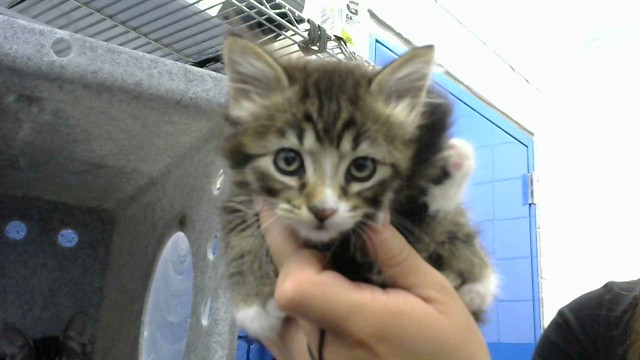 Shelter Stray Female Cat last seen Near BLOCK MORRIS ST NE, Albuquerque, NM 87112