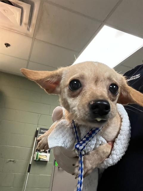 Shelter Stray Female Dog last seen Near BLOCK OGLESBY AVE, Jacksonville, FL 32204