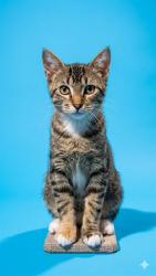 Shelter Stray Female Cat last seen SURR FROM 355 MONUMENT RD, 19A2, Jacksonville, FL 32204