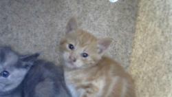 Shelter Stray Male Cat last seen Near BLOCK CORONA AV NE, Albuquerque, NM 87112