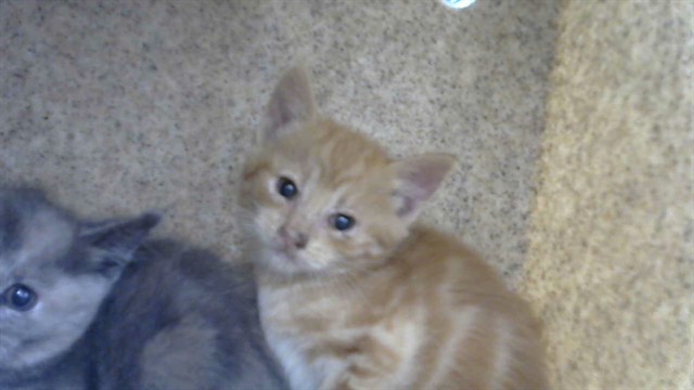 Shelter Stray Male Cat last seen Near BLOCK CORONA AV NE, Albuquerque, NM 87112