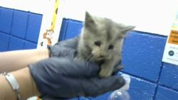 Shelter Stray Female Cat last seen Near BLOCK CORONA AV NE, Albuquerque, NM 87112