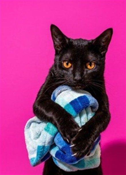 Shelter Stray Male Cat last seen SURR FROM 355 MONUMENT RD, 19A2, Jacksonville, FL 32204