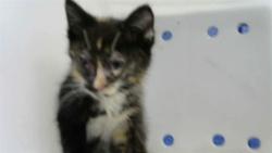 Shelter Stray Female Cat last seen SAN FELIPE ST NW, Albuquerque, NM 87112