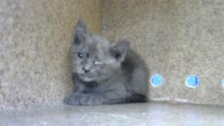 Shelter Stray Female Cat last seen , Albuquerque, NM 87112
