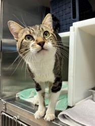 Shelter Stray Unknown Cat last seen MOCKINGBIRD ST & BROMLEY, Brighton, CO 80601
