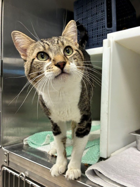 Shelter Stray Male Cat last seen MOCKINGBIRD ST & BROMLEY, Brighton, CO 80601