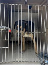 Shelter Stray Female Dog last seen Near BLOCK OLIVE ST, LAS VEGAS NV 89104, Las Vegas, NV 89101