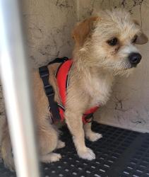 Shelter Stray Male Dog last seen Near BLOCK E CHARLESTON BLVD, LAS VEGAS NV 89104, Las Vegas, NV 89101