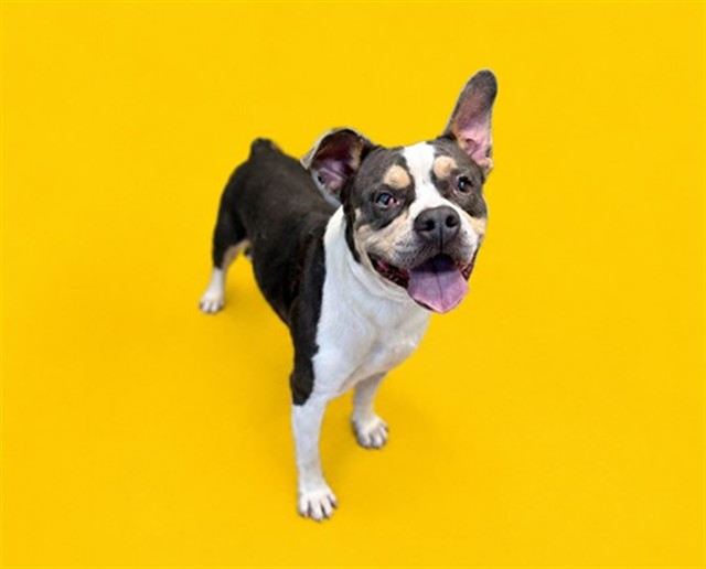 Shelter Stray Male Dog last seen Near BLOCK W 32 ST, Doral, FL 33122