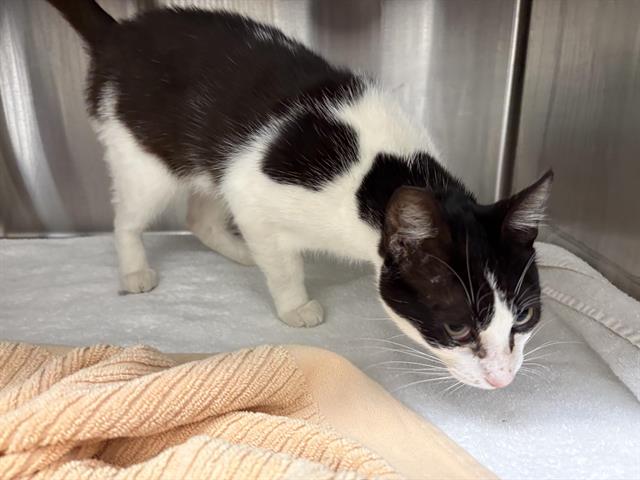 Shelter Stray Female Cat last seen PETER HILL HERITAGE PAR/ROCKLIN RD, Auburn, CA 95603