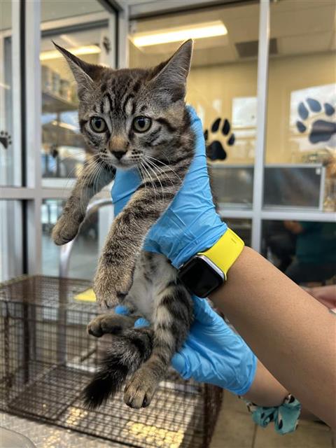 Shelter Stray Unknown Cat last seen GILLMORE AVE AND GEN ENTRANCE, San Antonio, TX 78227