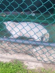 Shelter Stray Male Cat last seen S JOSEPHINE TOBIN, San Antonio, TX 78227