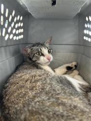 Shelter Stray Unknown Cat last seen Near BLOCK SW LOOP 410, San Antonio, TX 78227