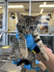 Shelter Stray Unknown Cat last seen GILLMORE AVE AND GEN ENTRANCE, San Antonio, TX 78227