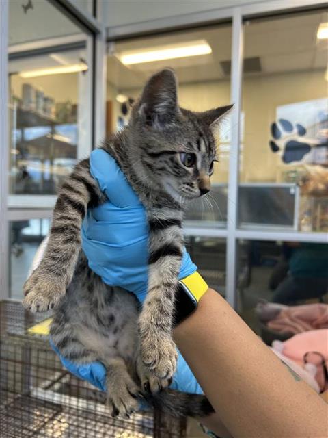 Shelter Stray Unknown Cat last seen GILLMORE AVE AND GEN ENTRANCE, San Antonio, TX 78227