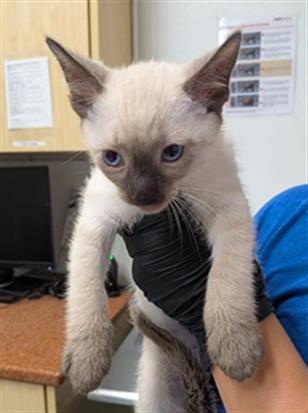 Shelter Stray Male Cat last seen , Camarillo, CA 93010