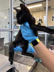 Shelter Stray Unknown Cat last seen GILLMORE AVE AND GEN ENTRANCE, San Antonio, TX 78227