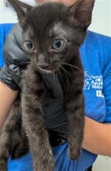 Shelter Stray Male Cat last seen , Camarillo, CA 93010