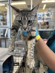 Shelter Stray Female Cat last seen GILLMORE AVE AND GEN ENTRANCE, San Antonio, TX 78227