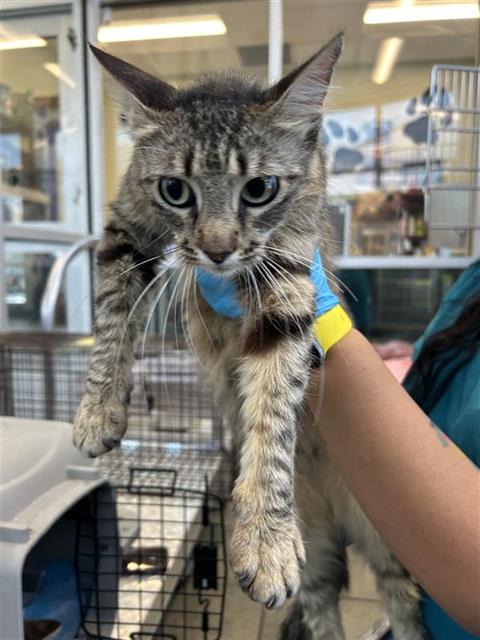 Shelter Stray Female Cat last seen GILLMORE AVE AND GEN ENTRANCE, San Antonio, TX 78227