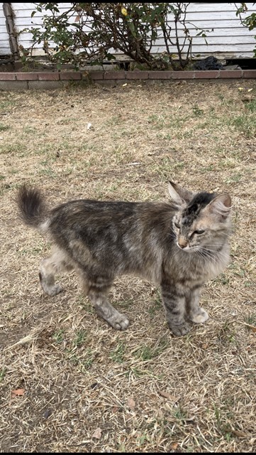 Shelter Stray Female Cat last seen Near BLOCK ROSE AVE LONG BEACH CA 90813, Long Beach, CA 90815