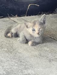 Shelter Stray Female Cat last seen Near BLOCK LEE ST, San Antonio, TX 78227