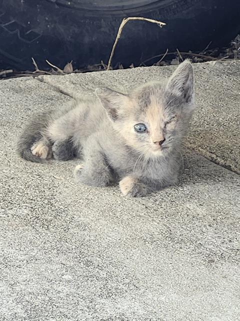 Shelter Stray Female Cat last seen Near BLOCK LEE ST, San Antonio, TX 78227