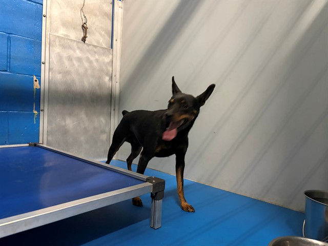 Shelter Stray Male Dog last seen Near BLK NELSON ST, BAKERSFIELD, CA, Bakersfield, CA 93307