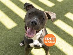 Shelter Stray Female Dog last seen Near BLOCK N 44TH AVE, Phoenix, AZ 85008