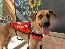 Shelter Stray Female Dog last seen 11TH ST, JEFFERSON, Phoenix, AZ 85008