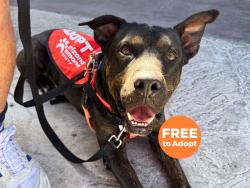 Shelter Stray Male Dog last seen YUMA/MILLER RD, Phoenix, AZ 85008
