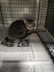Shelter Stray Unknown Cat last seen , Chatsworth, CA 91311