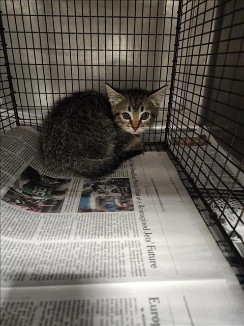 Shelter Stray Unknown Cat last seen , Chatsworth, CA 91311