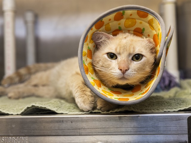 Shelter Stray Male Cat last seen Near BLOCK N 27TH AVE, Phoenix, AZ 85008