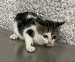 Shelter Stray Unknown Cat last seen , Lake Los Angeles, CA 93550