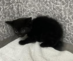 Shelter Stray Unknown Cat last seen , Lake Los Angeles, CA 93550