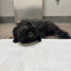 Shelter Stray Male Dog last seen S 13TH AVE AND W APACHE, Phoenix, AZ 85008