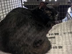 Shelter Stray Male Cat last seen , Los Angeles, CA 90047