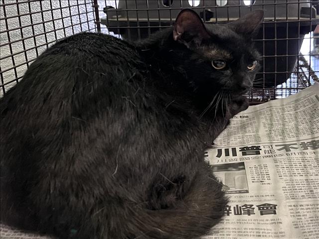 Shelter Stray Male Cat last seen , Los Angeles, CA 90047