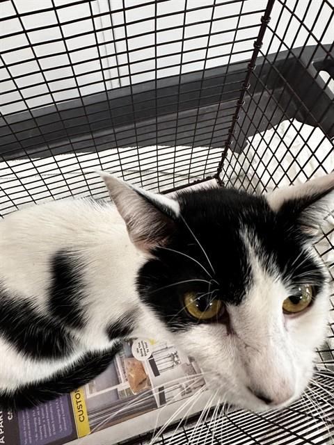 Shelter Stray Male Cat last seen ROCK ISLAND RD & NW 44TH ST, LAUDERHILL, FL 33319, Davie, FL 33312