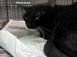 Shelter Stray Male Cat last seen , Los Angeles, CA 90047