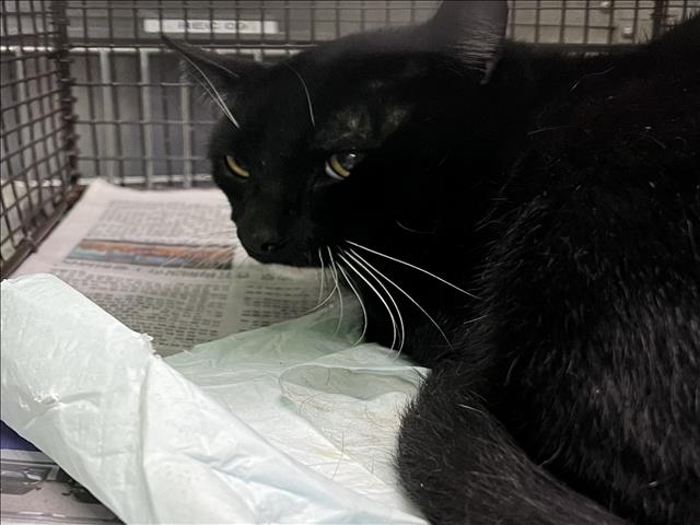Shelter Stray Male Cat last seen , Los Angeles, CA 90047