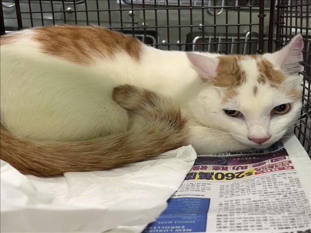 Shelter Stray Male Cat last seen , Los Angeles, CA 90047