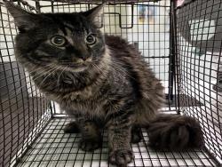 Shelter Stray Male Cat last seen , Los Angeles, CA 90047