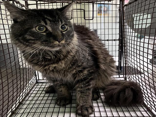 Shelter Stray Male Cat last seen , Los Angeles, CA 90047