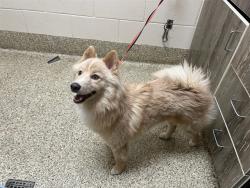 Shelter Stray Male Dog last seen Near BLOCK JET WING DR, COLORADO SPRINGS CO 80916, Colorado Springs, CO 80905