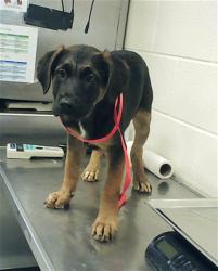 Shelter Stray Female Dog last seen Near BLOCK ATLANTIC AVE, FAYETTEVILLE NC 28306, Fayetteville, NC 28306