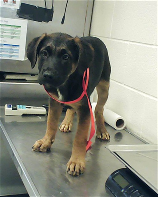 Shelter Stray Female Dog last seen Near BLOCK ATLANTIC AVE, FAYETTEVILLE NC 28306, Fayetteville, NC 28306