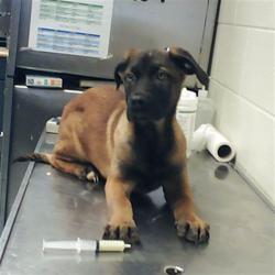 Shelter Stray Female Dog last seen Near BLOCK ATLANTIC AVE, FAYETTEVILLE NC 28306, Fayetteville, NC 28306